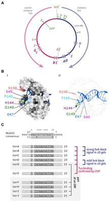 Interplay between chromosomal architecture and termination of DNA replication in bacteria